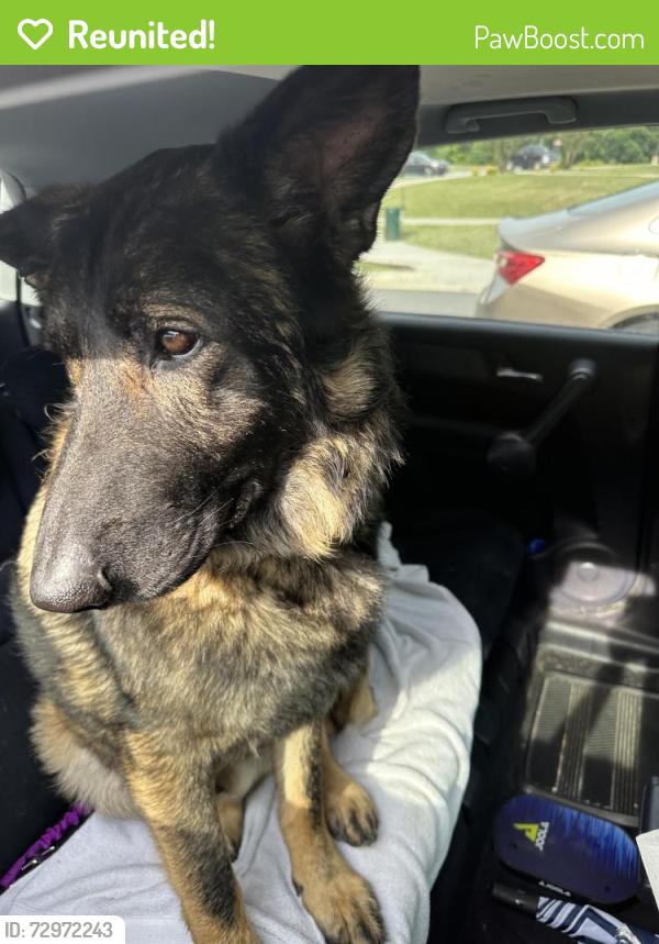 Reunited Male Dog last seen Buffalo mountain , Johnson City, TN 37604
