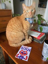 Reunited Male Cat last seen Eubanks and Rogers Rd, Chapel Hill, NC 27516