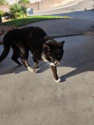 Found/Stray Unknown Cat last seen Indian school and chelwood, Albuquerque, NM 87112