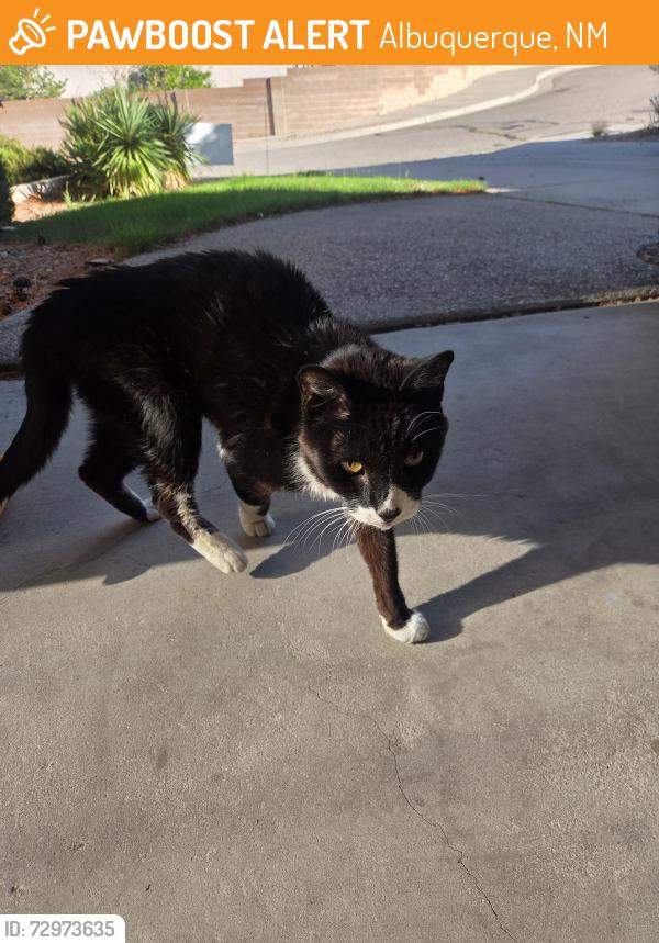 Found/Stray Unknown Cat last seen Indian school and chelwood, Albuquerque, NM 87112