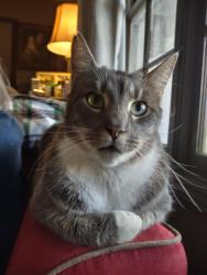 Lost Male Cat last seen Thrift Place, Orion Drive (North), Arborcrest Drive (South), Decatur, GA 30033