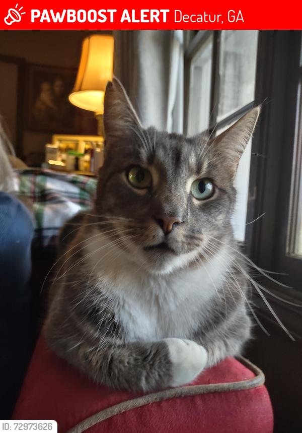 Lost Male Cat last seen Thrift Place, Orion Drive (North), Arborcrest Drive (South), Decatur, GA 30033