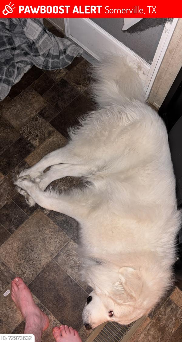 Lost Male Dog last seen The Spot bar or Somerville lake, Somerville, TX 77879