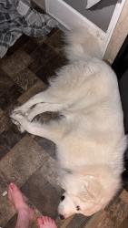 Lost Male Dog last seen The Spot bar or Somerville lake, Somerville, TX 77879