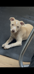 Lost Female Dog last seen Meadow ridge lane , Montgomery, AL 36117