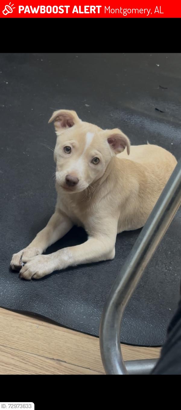 Lost Female Dog last seen Meadow ridge lane , Montgomery, AL 36117