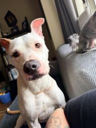 Reunited Female Dog last seen In the Dog Park over near Kilmer Ave, Allentown, PA 18101