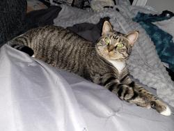 Lost Female Cat last seen Main Street and Oriskany Boulevard , New York Mills, NY 13417
