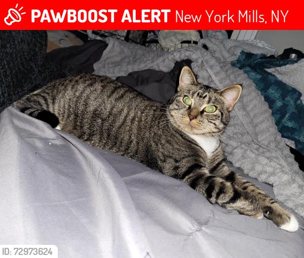 Lost Female Cat last seen Main Street and Oriskany Boulevard , New York Mills, NY 13417