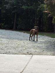 Found/Stray Unknown Dog last seen Near Cassington Ln (Most likely came out of Cornwallis Road Park), Durham, NC 27705