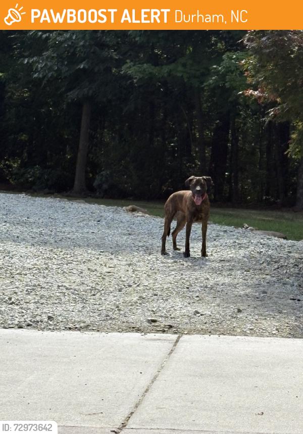 Found/Stray Unknown Dog last seen Near Cassington Ln (Most likely came out of Cornwallis Road Park), Durham, NC 27705