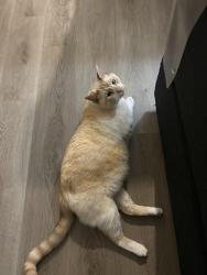 Reunited Male Cat last seen Jones Ave Pennsylvania Ave, Greer, SC 29650