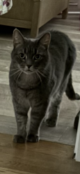 Reunited Female Cat last seen Plymouth st and Main Street , Carver, MA 02330