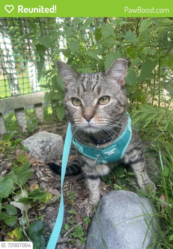 Reunited Male Cat last seen Lawrence avenue, elm street, Westfield, NJ 07090