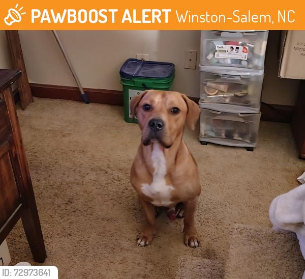 Found/Stray Male Dog last seen Bethania Station Rd and Brookhurst St , Winston-Salem, NC 27106