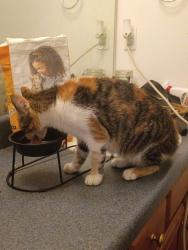 Reunited Female Cat last seen Zimmerman Rd, Hampton Rd, Bethany Court, Inman, SC 29349