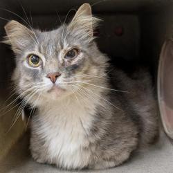 Shelter Stray Male Cat last seen , Camarillo, CA 93010
