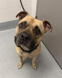 Shelter Stray Male Dog last seen Near , 2600 S Harding St, Indianapolis, IN 46221, USA