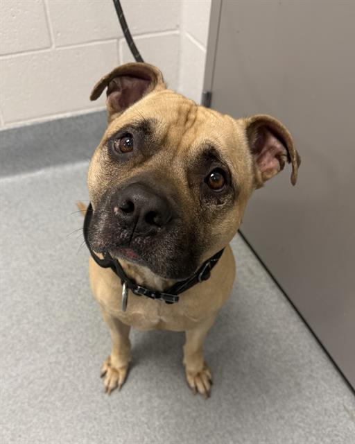 Shelter Stray Male Dog last seen Near , 2600 S Harding St, Indianapolis, IN 46221, USA