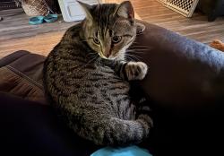 Reunited Male Cat last seen Tysinger dr , Guilford County, NC 27406