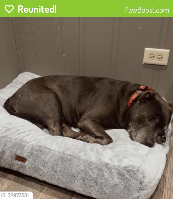 Reunited Male Dog last seen Near Beechnut Rd, Hickory Hills, IL 60457, USA, Hickory Hills, IL 60457