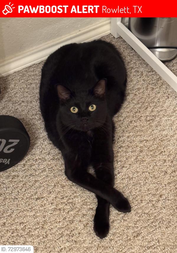 Lost Male Cat last seen Charleston and Hickox, Rowlett, TX 75089
