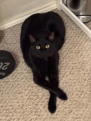 Lost Male Cat last seen Charleston and Hickox, Rowlett, TX 75089