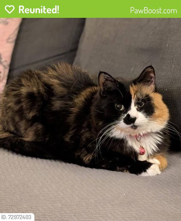 Reunited Female Cat last seen Laurie Court in Canton Woods, Old Bridge, NJ 07747