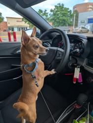 Reunited Male Dog last seen Panama ct and wamsley, New Orleans, LA 70125