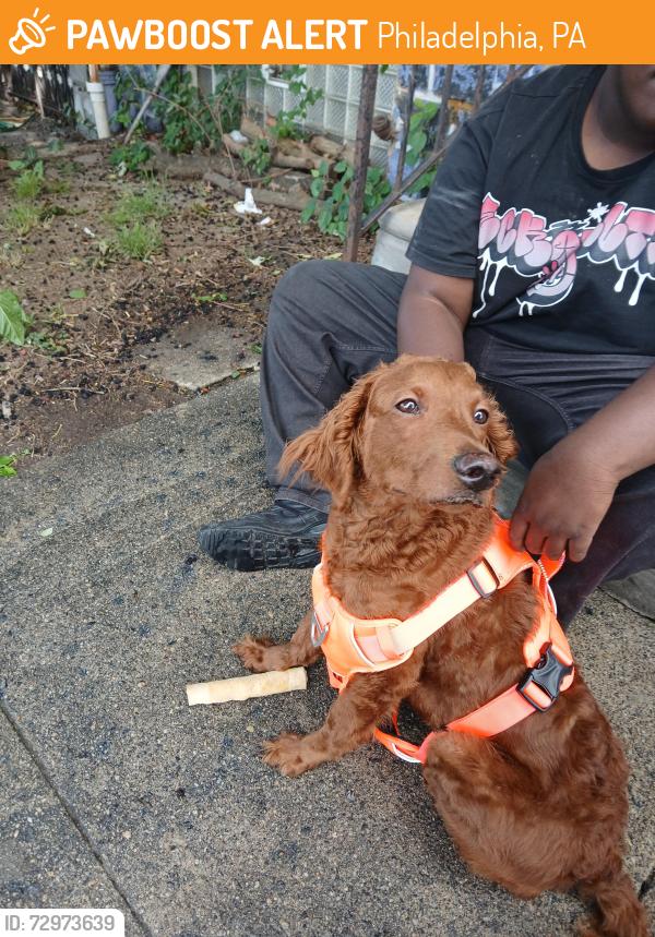 Found/Stray Unknown Dog last seen Thomas Ave. and S. 55th St., Philadelphia, PA 19143