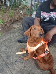 Found/Stray Unknown Dog last seen Thomas Ave. and S. 55th St., Philadelphia, PA 19143