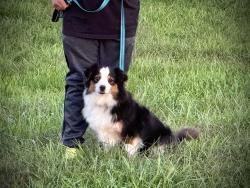 Reunited Female Dog last seen Haviland Lane, Stamford, CT 06903