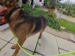 Reunited Male Dog last seen Near churches chicken Seminary and mccart , Fort Worth, TX 76115
