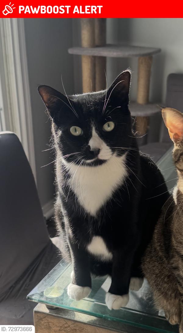 Lost Male Cat last seen Riverview Blvd , St. Catharines, ON L2T