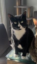 Lost Male Cat last seen Riverview Blvd , St. Catharines, ON L2T