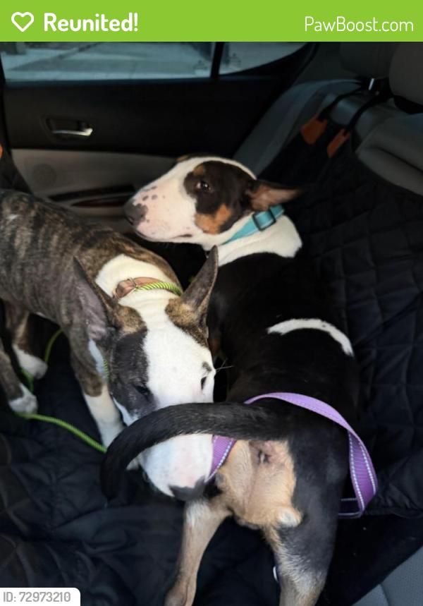 Reunited Male Dog last seen Big Horn Blvd, Bruceville and Sheldon Rd, Elk Grove, CA 95758