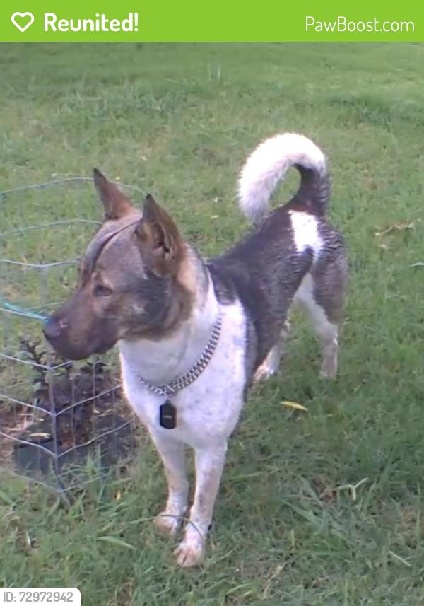 Reunited Male Dog last seen Crofoot, Haslet, TX 76052