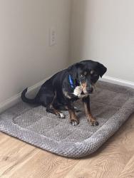 Found/Stray Female Dog last seen Broadway Nashville, Nashville, TN 37203