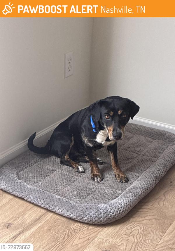 Found/Stray Female Dog last seen Broadway Nashville, Nashville, TN 37203