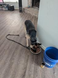 Reunited Female Dog last seen Muddy Peak Drive and Marbach Rd, San Antonio, TX 78245