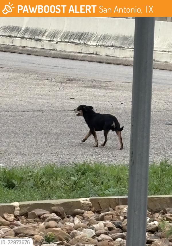 Found/Stray Unknown Dog last seen IH 10, San Antonio, TX 78230