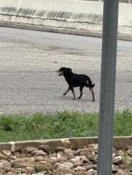 Found/Stray Unknown Dog last seen IH 10, San Antonio, TX 78230