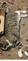 Lost Male Cat last seen Poplar Grove, N11, Greater London, England N11 3NW