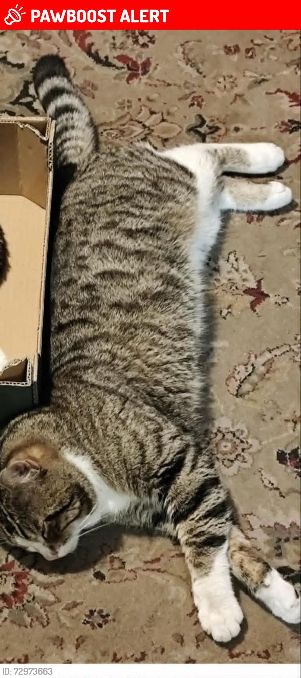 Lost Male Cat last seen Poplar Grove, N11, Greater London, England N11 3NW