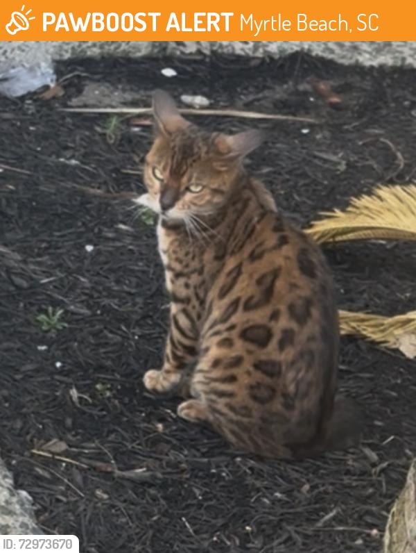 Found/Stray Unknown Cat last seen Roaming around the Yachtsman and SeaGlass Tower, Myrtle Beach, SC 29577
