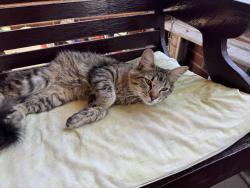 Found/Stray Male Cat last seen Locust Street, Turtle Creek, PA 15145