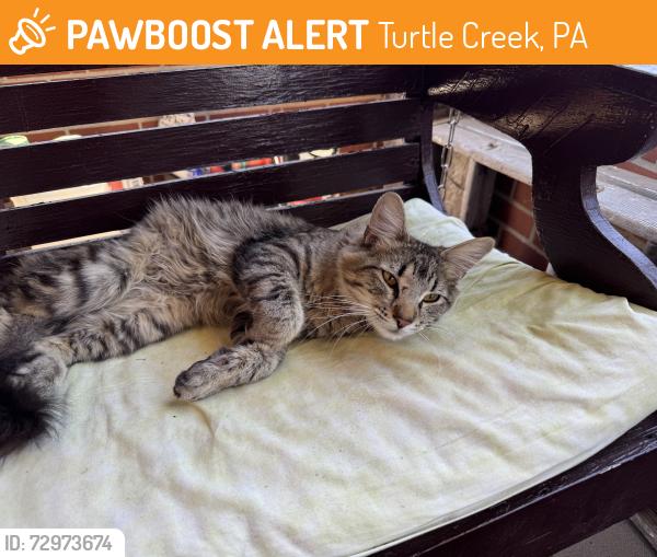Found/Stray Male Cat last seen Locust Street, Turtle Creek, PA 15145