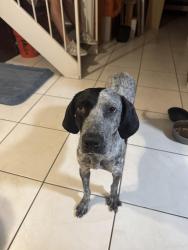 Found/Stray Female Dog last seen In my front yard , Homestead, FL 33033