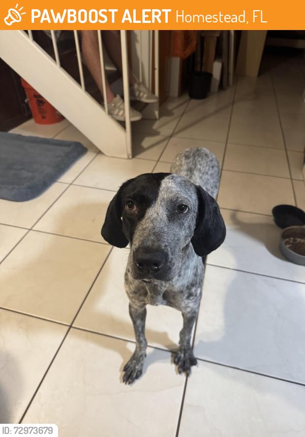 Found/Stray Female Dog last seen In my front yard , Homestead, FL 33033