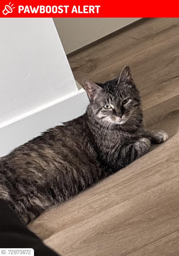 Lost Female Cat last seen Upei, Charlottetown, PE C1A